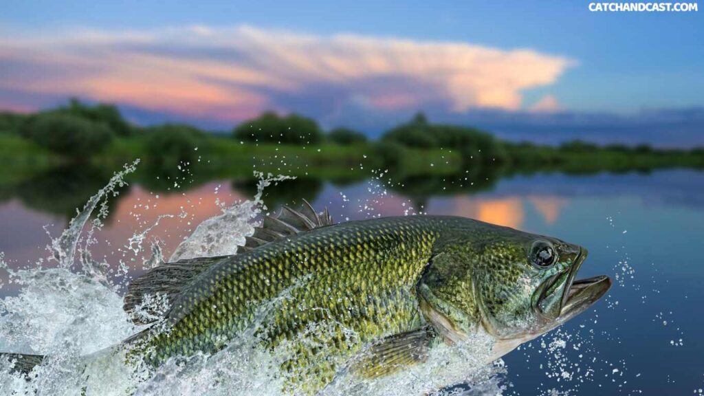 Fly fishing for bass