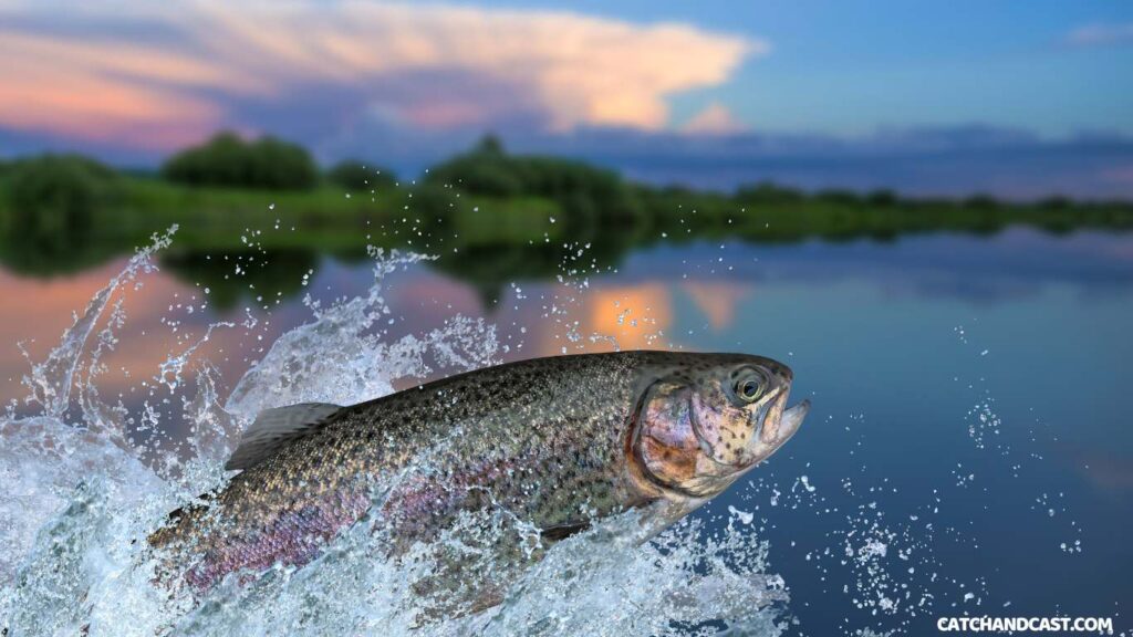 Fly Fishing for Trout